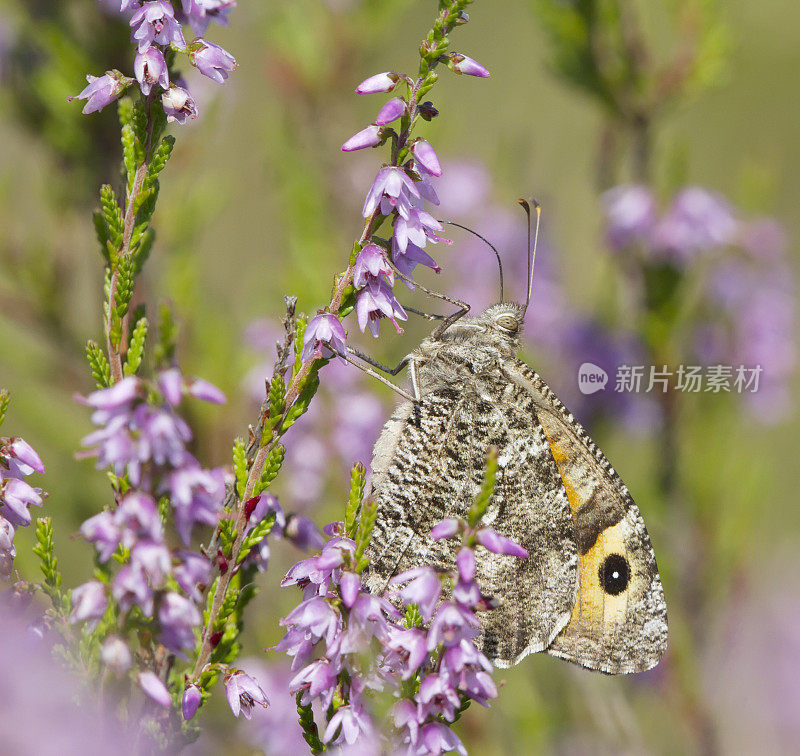 灰蝶(Hipparchia semele)